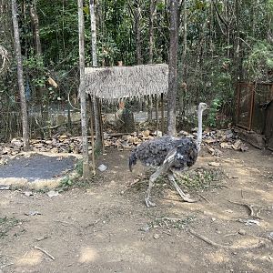 Ostrich Exhibit