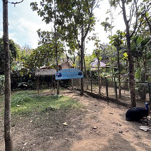 Cassowary Exhibit #3