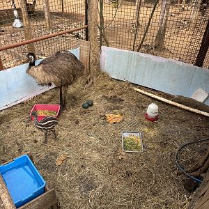 Adult Emu + Baby