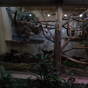 Affenhaus: Golden-headed lion tamarin indoor enclosure