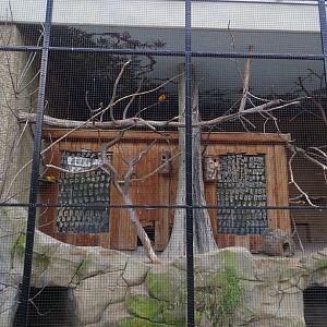 Affenhaus: Sun conure and tucaman amazon aviary