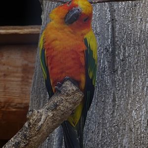 Sun conure (Aratinga solstitialis)