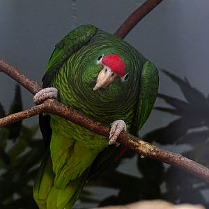 Tucuman amazon (Amazona tucumana)