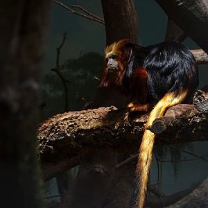Golden-headed lion tamarin (Leontopithecus chrysomelas)