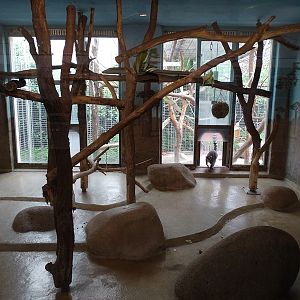 Affenhaus: Ring-tailed lemur indoor enclosure