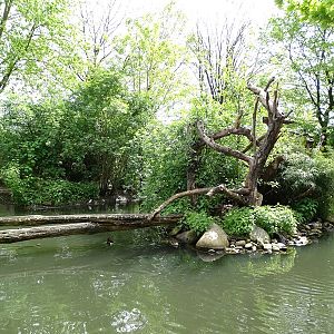 Affenhaus: Goeldis monkey island