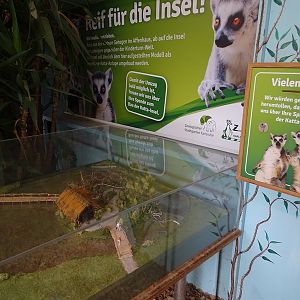 Future plans for new ring-tailed lemur enclosure
