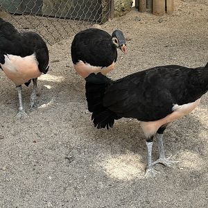 Maleo Aviary