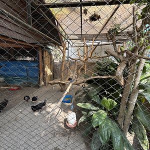 Maleo Aviary