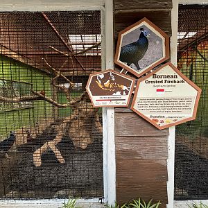 Bornean Crested Fireback Aviary