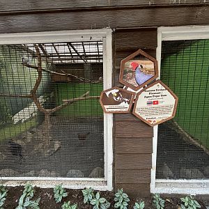 Siamese Fireback Pheasant Aviary