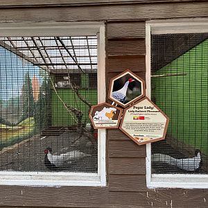 Silver Pheasant Aviary