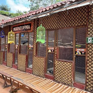 6 Pigeon Aviaries + Small Cages