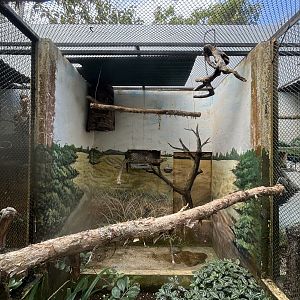 Yellow-collared Macaw Aviary