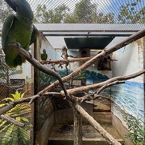 Bodini Amazon Aviary