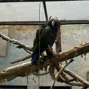 White-crowned Parrot