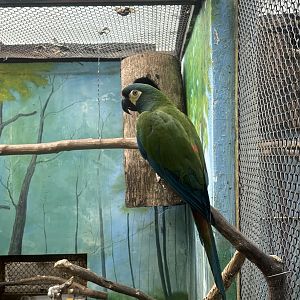 Illiger Macaw