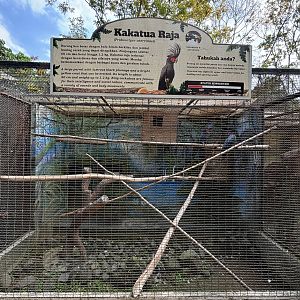 Palm Cockatoo Aviary