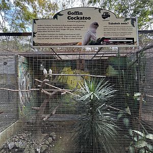 Goffin Cockatoo Aviary