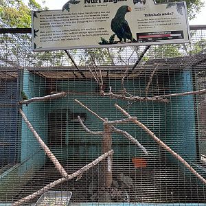Moluccan Eclectus Parrot Aviary