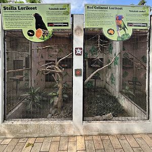 Stella + Red-collared Lorikeet Aviaries