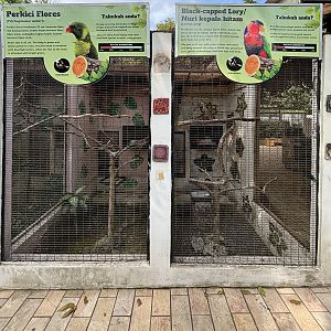 Leaf Lorikeet + Black-capped Lory Aviaries