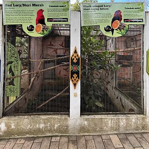 Red Lory + Black-winged Lory Aviaries