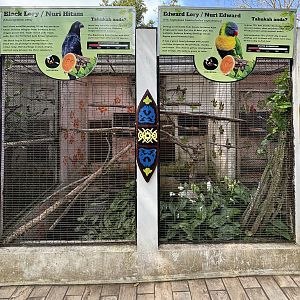 Black Lory + Edward Lory Aviaries