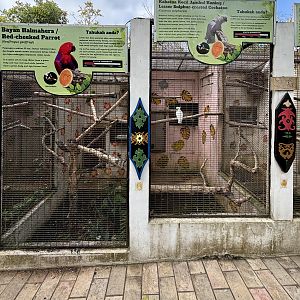 Red-cheeked Parrot + Sulphur-crested Cockatoo Aviaries