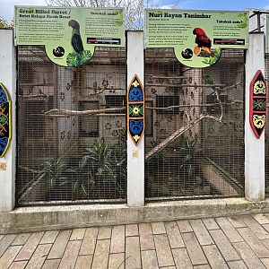 Great Billed Parrot + Tanimbar Eclectus Aviaries
