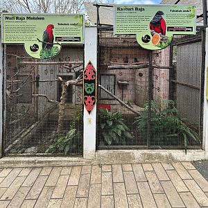 Moluccan King Parrot + Pesquet’s Parrot Aviaries