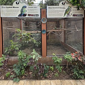 Blue-headed Macaw + Blue-fronted Amazon Aviaries