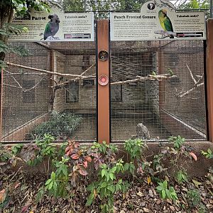 Hawk-headed Parrot + Peach-fronted Conure Aviaries
