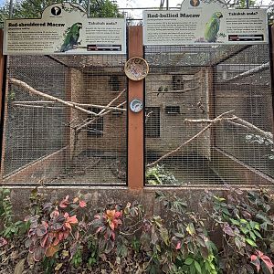 Red-shouldered Macaw + Red-billed Macaw Aviaries