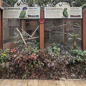 Blue-headed Parrot + Green-cheeked Amazon Aviaries