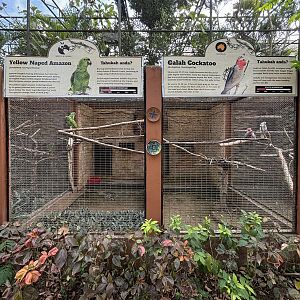 Yellow-naped Amazon + Galah Aviaries