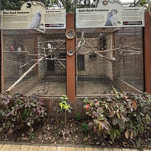 Blue-eyed + Bare-eyed Cockatoo Aviaries