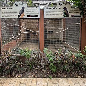 Vasa Parrot + Meyer’s Parrot Aviaries