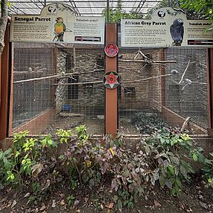 Senegal Parrot + African Grey Parrot Aviaries
