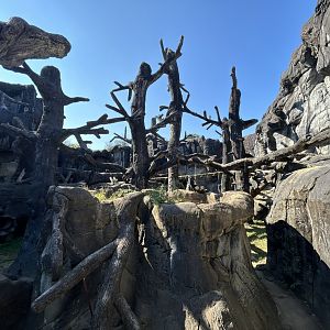 American Black Bear Exhibit - Black Bear Falls