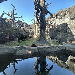 American Black Bear Exhibit - Black Bear Falls