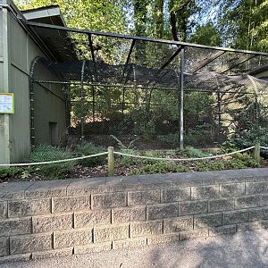 White-crested Laughingthrush Exhibit