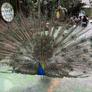 Peafowl