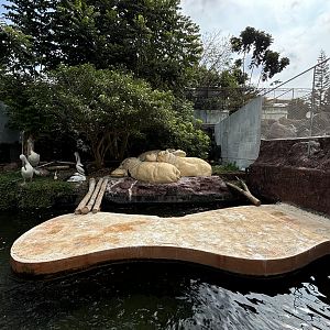 Australian Pelican Exhibit + Hippo Statues