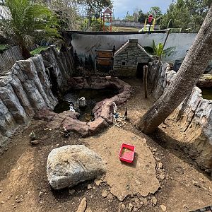 Canadian + Andean Geese Exhibit