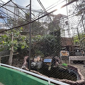 White-necked Stork + Magpie Goose Aviary