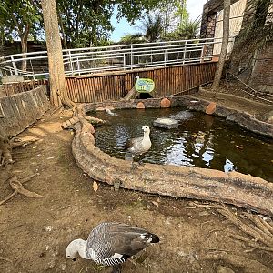Magellan Goose Exhibit #2
