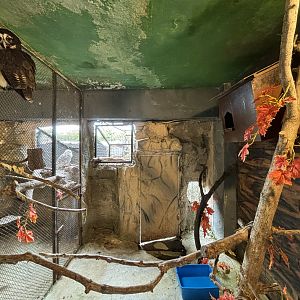 Spectacled Owl Aviary