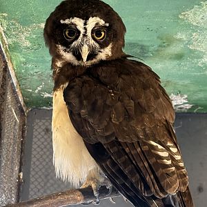 Spectacled Owl