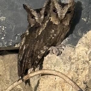 Sunda Scops Owls